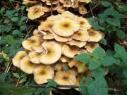 Honey Fungus